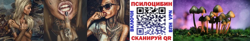 Купить где  Тайга  Галлюциногенные грибы Psilocybe 